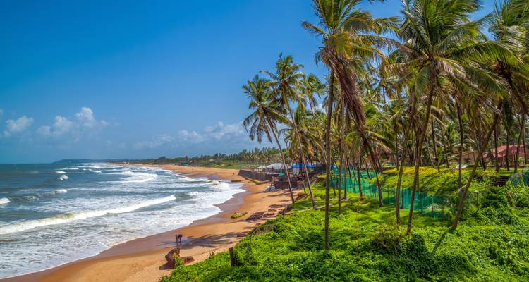 Palm-treed beach on a sunny day in Goa.