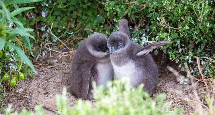Two fluffy penguin chicks in greenery.