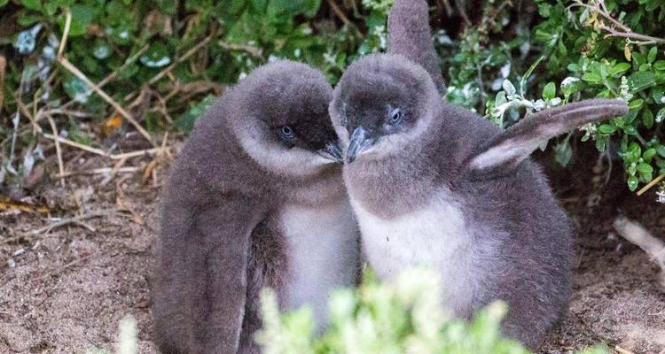 Zwei flauschige graue Pinguinküken kuscheln zusammen in einem sandigen Bau, umgeben von grüner Vegetation.