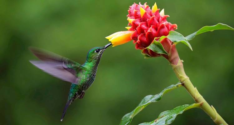 Hummingbird feeding on a vibrant red flower with a lush green background.