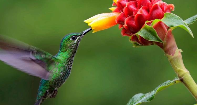 Colibrí verde alimentándose de una flor roja-amarilla vibrante con fondo de follaje difuminado