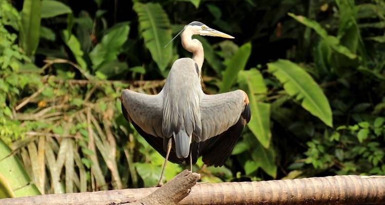 Heron standing on a fallen log in a tropical forest.