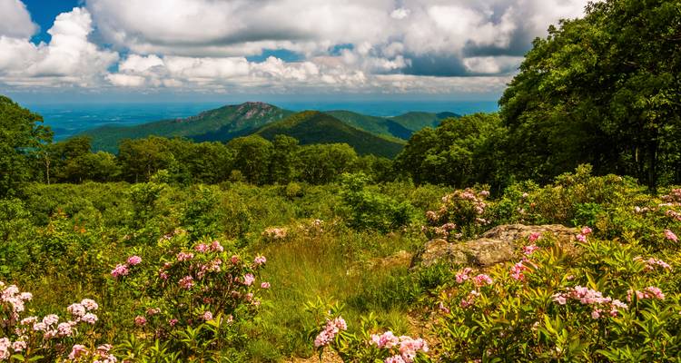 Bergwiese voller rosa Blüten und weite Ausblicke auf sanfte Gipfel unter aufgerissenen Wolken.