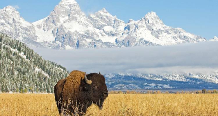 Bisonte en primer plano con las montañas Rocosas al fondo.