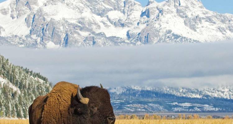 Powerful bison stands in frosty meadow backed by the dramatic snow-shrouded Tetons.