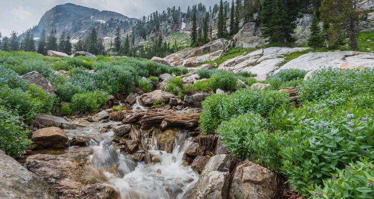 Gebirgsbach stürzt durch üppige Almwiesen mit Wildblumen und Nadelbäumen unter felsigen Gipfeln.