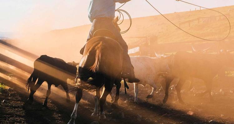Vaquero a caballo arreando ganado a través de polvo dorado con rayos de sol dramáticos atravesando la escena