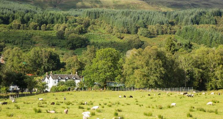 Une campagne tranquille avec des moutons qui paissent et une forêt dense.