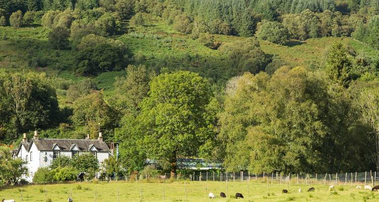 Campagne irlandaise luxuriante avec des moutons au pâturage, un cottage blanc et des collines densément boisées en arrière-plan.