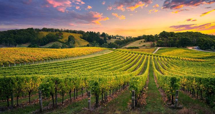 Vineyard landscape with a sunset sky.