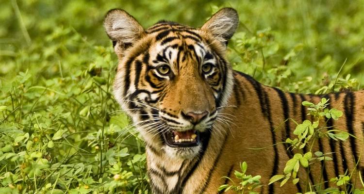 Vacaciones familiares en el norte de la India confort (7 destinations) - Intrepid Travel 9
