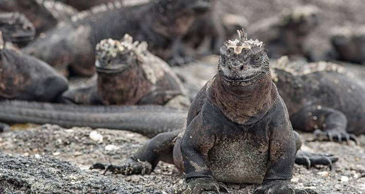 Una semana en las islas Galápagos - Intrepid Travel 8