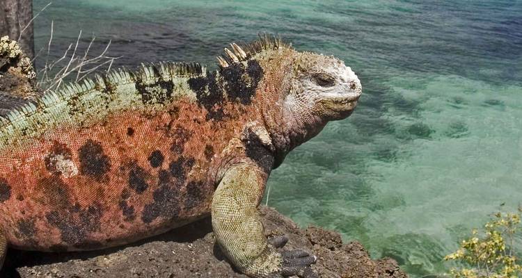 Una semana en las islas Galápagos - Intrepid Travel 4