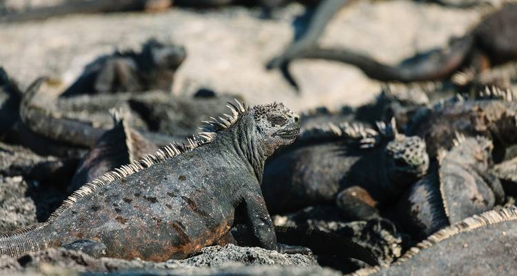 Galapagos Island Hopping - Intrepid Travel 9