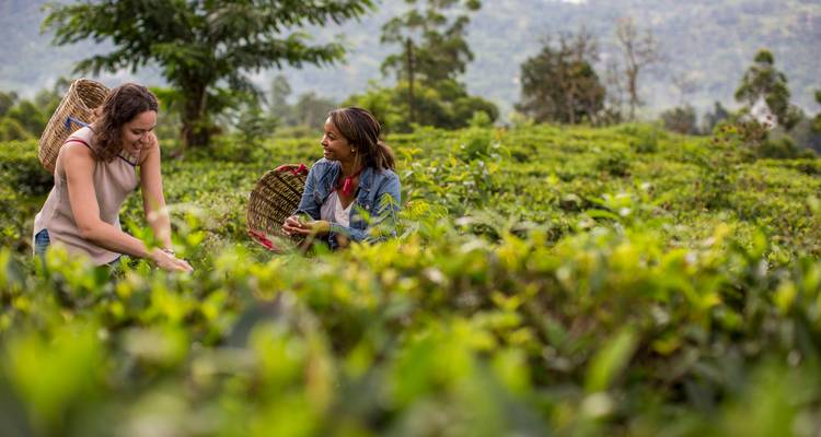 Travellers plucking fresh tea leaves in a lush Sri Lankan plantation.