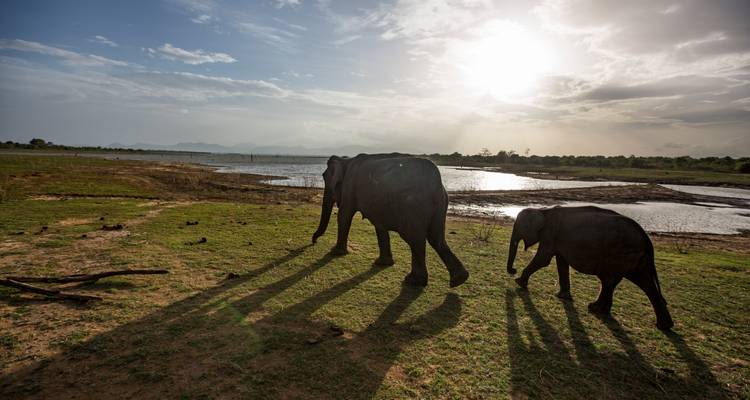 Adult and baby elephant walking beside a watering hole in golden light.