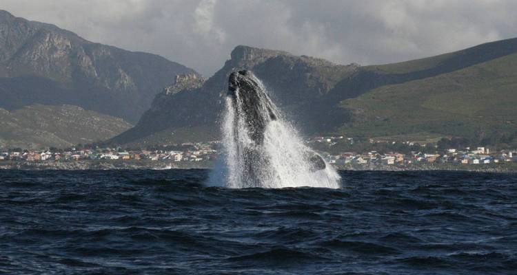 Wal, der im Ozean aus dem Wasser springt, mit Bergen im Hintergrund.