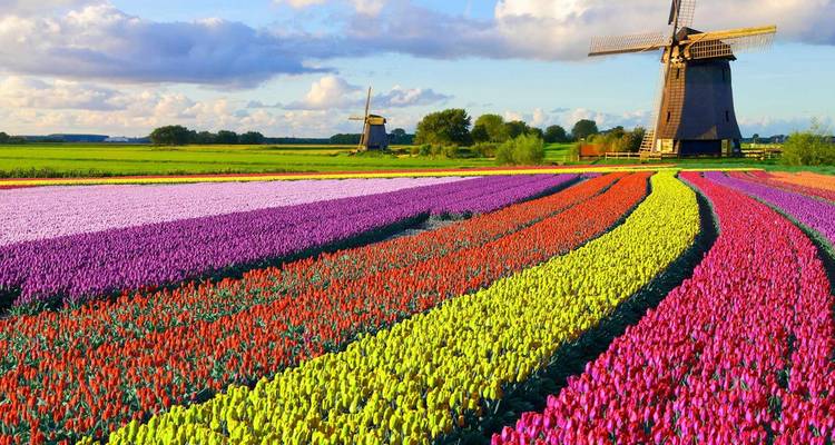 Vastas filas de tulipanes coloridos se extienden hacia molinos de viento holandeses tradicionales bajo un cielo parcialmente nublado.