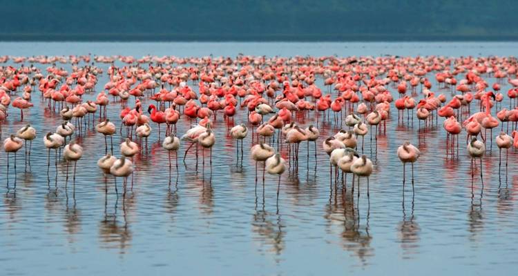 Kenya Up Close (superior) - 8 days - On The Go Tours 1