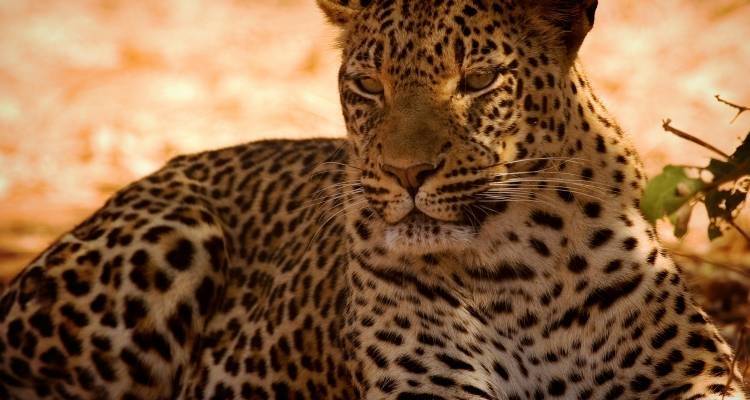 Kenya Up Close (superior) - 8 days - On The Go Tours 2