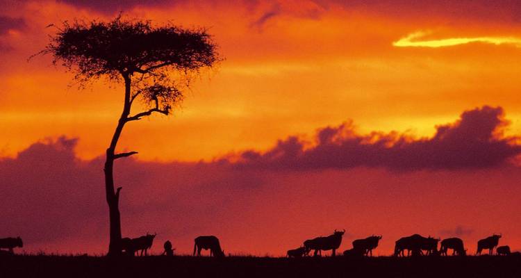 Kenya Up Close (superior) - 8 days - On The Go Tours 3