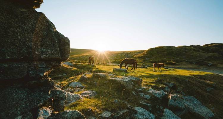Divers chevaux paissant dans une plaine herbeuse au lever du soleil.