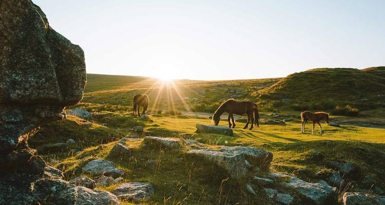 Des poneys sauvages broutent sur la lande dorée avec les rayons du lever de soleil qui strient le Dartmoor.