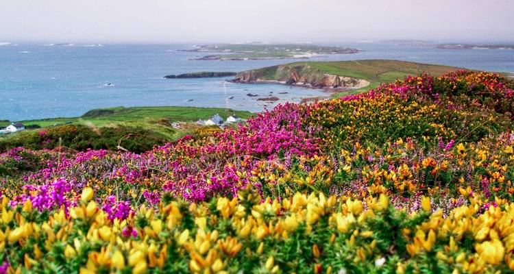 Bruyère en fleurs sur une colline côtière surplombant une mer parsemée d'îles.