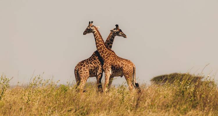 Dos jirafas paradas en hierba alta, mirando en direcciones opuestas.