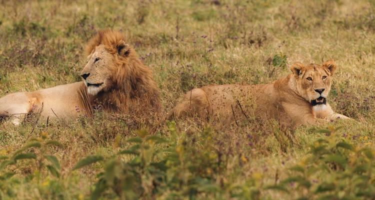 Leones macho y hembra descansando en la hierba, mirando alrededor.
