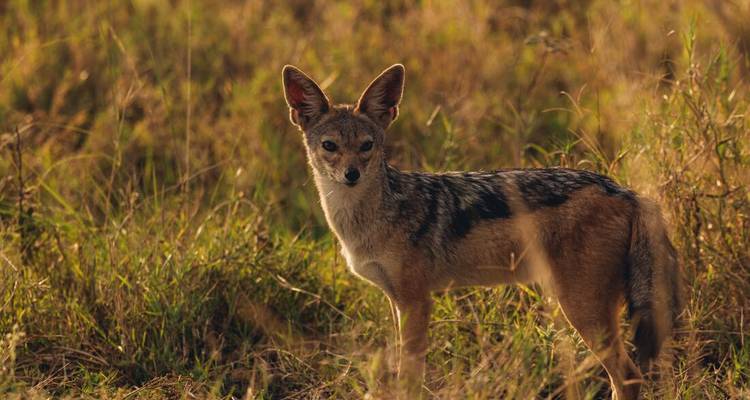Jackal standing in tall grass, looking at the camera.