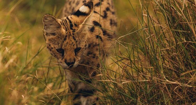 Gato serval merodeando entre hierba alta, intensamente concentrado.