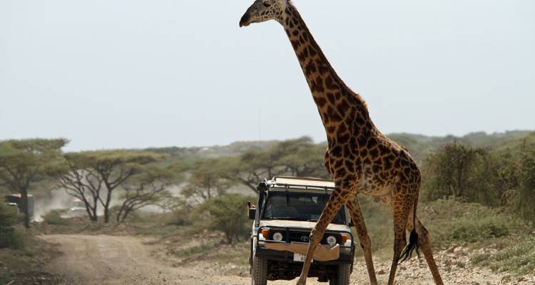 A giraffe crossing a dirt road with a safari vehicle nearby.