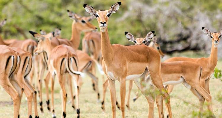 De Vic Falls à Zanzibar - Intrepid Travel 5