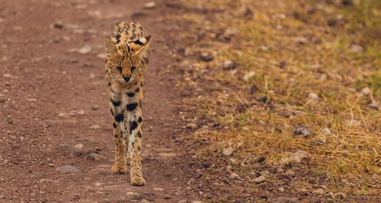 Gefleckter Serval spaziert allein entlang eines Feldwegs in der afrikanischen Savanne.