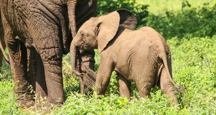Een babyolifant loopt naast een volwassene, omringd door weelderige groene vegetatie.