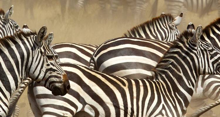 Nahaufnahme von Zebras, Teil einer Herde.