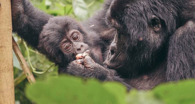 Plages, parcs animaliers et gorilles - Intrepid Travel 3