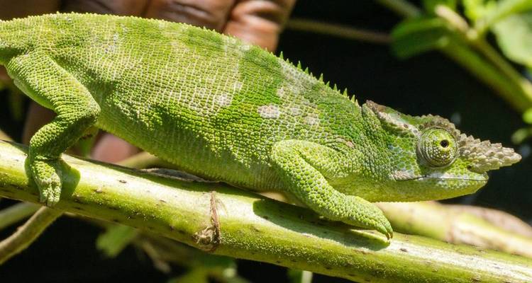 Plages, parcs animaliers et gorilles - Intrepid Travel 7