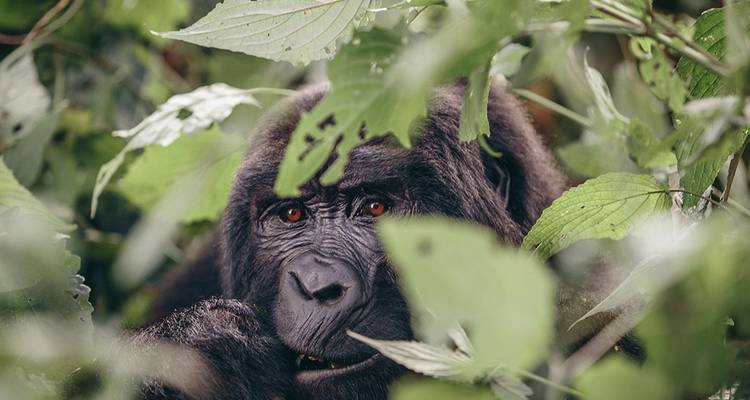 Plages, parcs animaliers et gorilles - Intrepid Travel 5