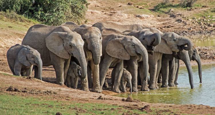 Garden Route & Addo Group Adventure - 6 Days - Earthstompers Adventures 10
