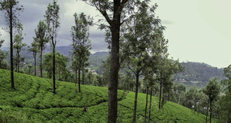 Sri Lanka: Spice Gardens & Seasides - G Adventures 3
