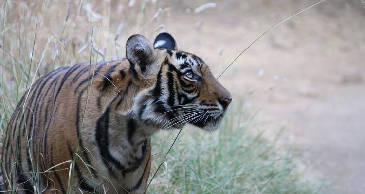 Parc national de Corbett - 4 jours - On The Go Tours 6