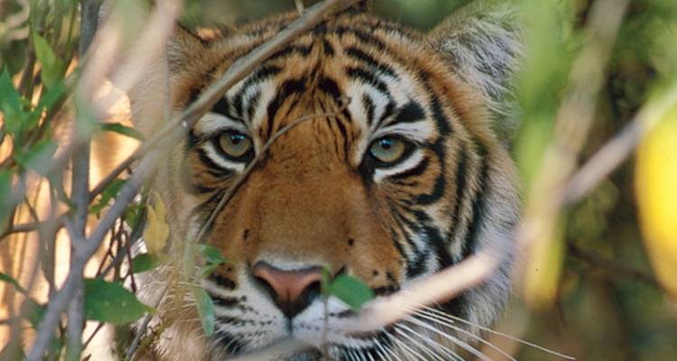 Parc national de Corbett - 4 jours - On The Go Tours 7