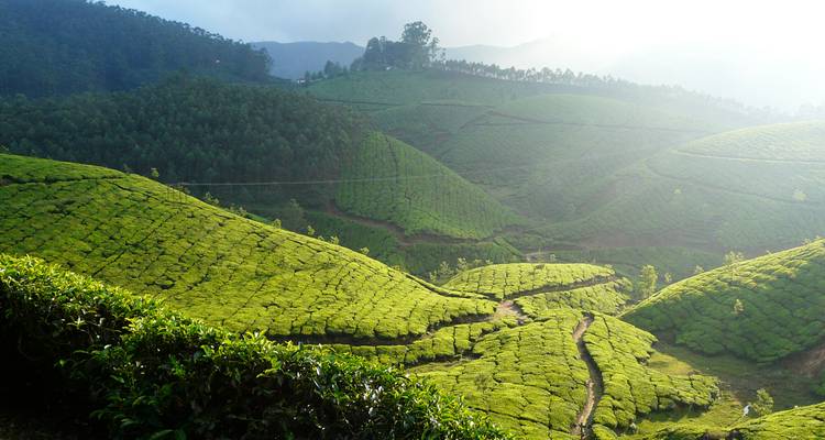 Levendige theeplantages die glooiende heuvels bedekken onder een door de zon verlichte hemel.