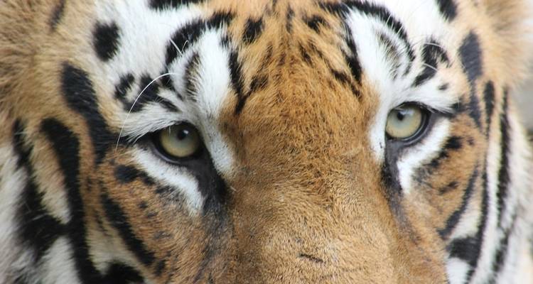 Icônes de l'Inde : Le Taj, les tigres et au-delà - Globus 9