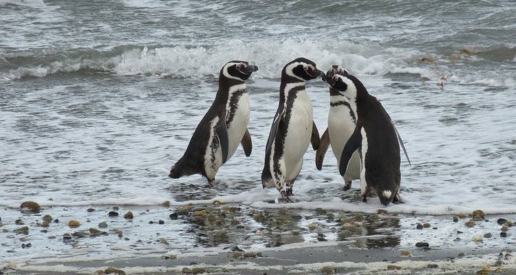 Patagonia: Journey to the End of the World - Globus 7