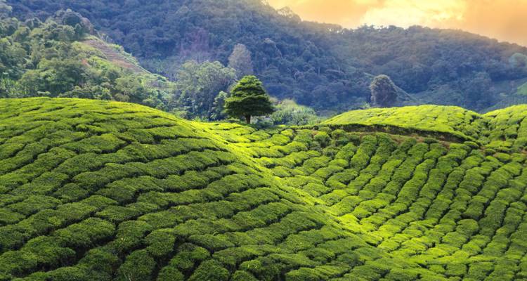 Munnar Tea Estate - 4 days - On The Go Tours 2