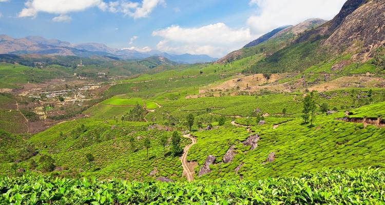 Munnar Tea Estate - 4 days - On The Go Tours 7