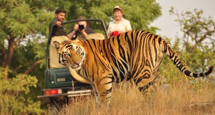 Tiger Trail - 9 days - On The Go Tours 1